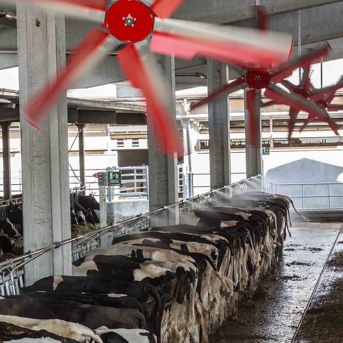 Thi công và lắp đặt quạt trần công nghiệp cho trang trại TH True Milk 2020