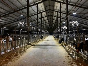 Ứng dụng quạt thông gió công nghiệp trong trang trại chăn nuôi