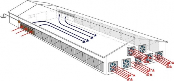 Các hệ thống thông gió làm mát trang trại nuôi heo nên dùng