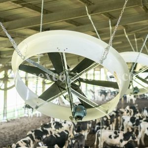 Các giải pháp làm mát cho bò sữa đạt hiệu quả cao