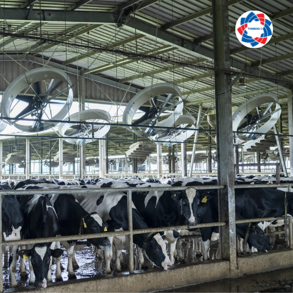 Quạt công nghiệp Tomexco cho trang trại
