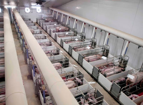 Hệ thống làm mát trang trại