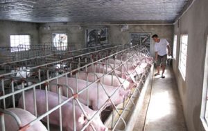 Quạt Hút Gió Chuồng Trại Là Gì? Lợi Ích Quạt Hút Gió Chuồng Trại