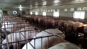 Quạt Hút Gió Chuồng Trại Là Gì? Lợi Ích Quạt Hút Gió Chuồng Trại