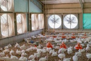 Quạt Thông Gió Trang Trại Gà Và Những Điều Quan Trọng Cần Biết