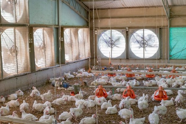 Quạt Thông Gió Trang Trại Gà Và Những Điều Quan Trọng Cần Biết