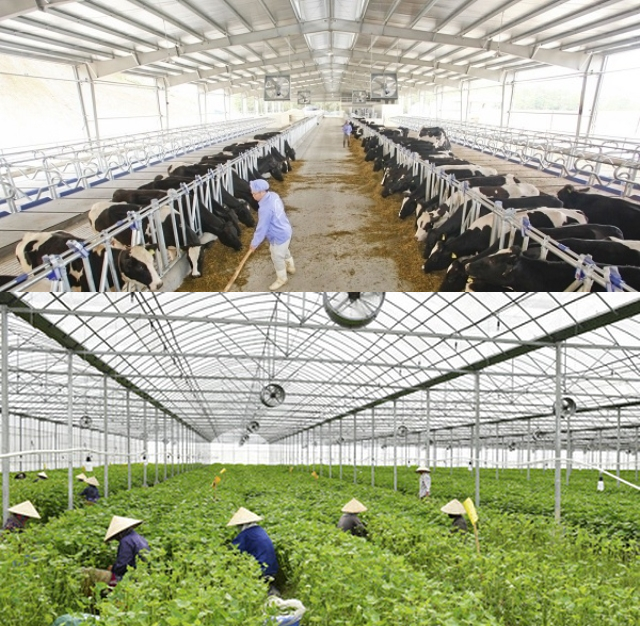 Quạt Hút Gió Chuồng Trại Là Gì? Lợi Ích Quạt Hút Gió Chuồng Trại