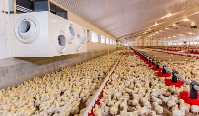 Quạt Thông Gió Trang Trại Gà Và Những Điều Quan Trọng Cần Biết