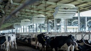 Quạt hướng trục composite 78’’