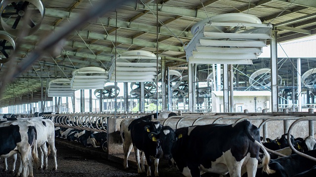 Quạt hướng trục composite 78’’