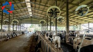 Quạt hướng trục composite 72’’