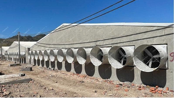 Lợi ích khi lắp đặt quạt hút mùi chuồng trại