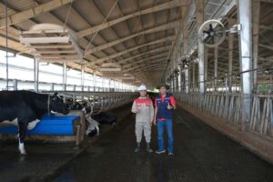 Ưu điểm vượt trội của quạt công nghiệp trang trại bò sữa Tomexco